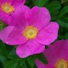 JAPANESE IMPERIAL ROSE BEAUTY OIL - Image 3
